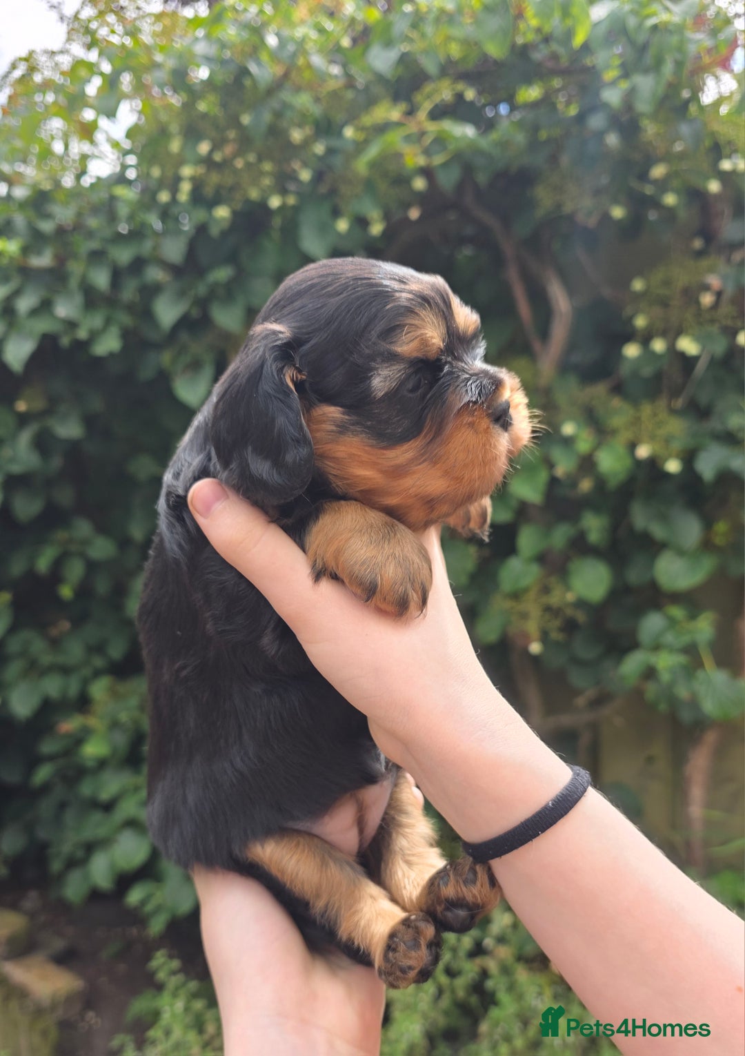 Cavalier King Charles Spaniel dogs for sale: Beautiful female cavalier king charles spaniels - Image 7