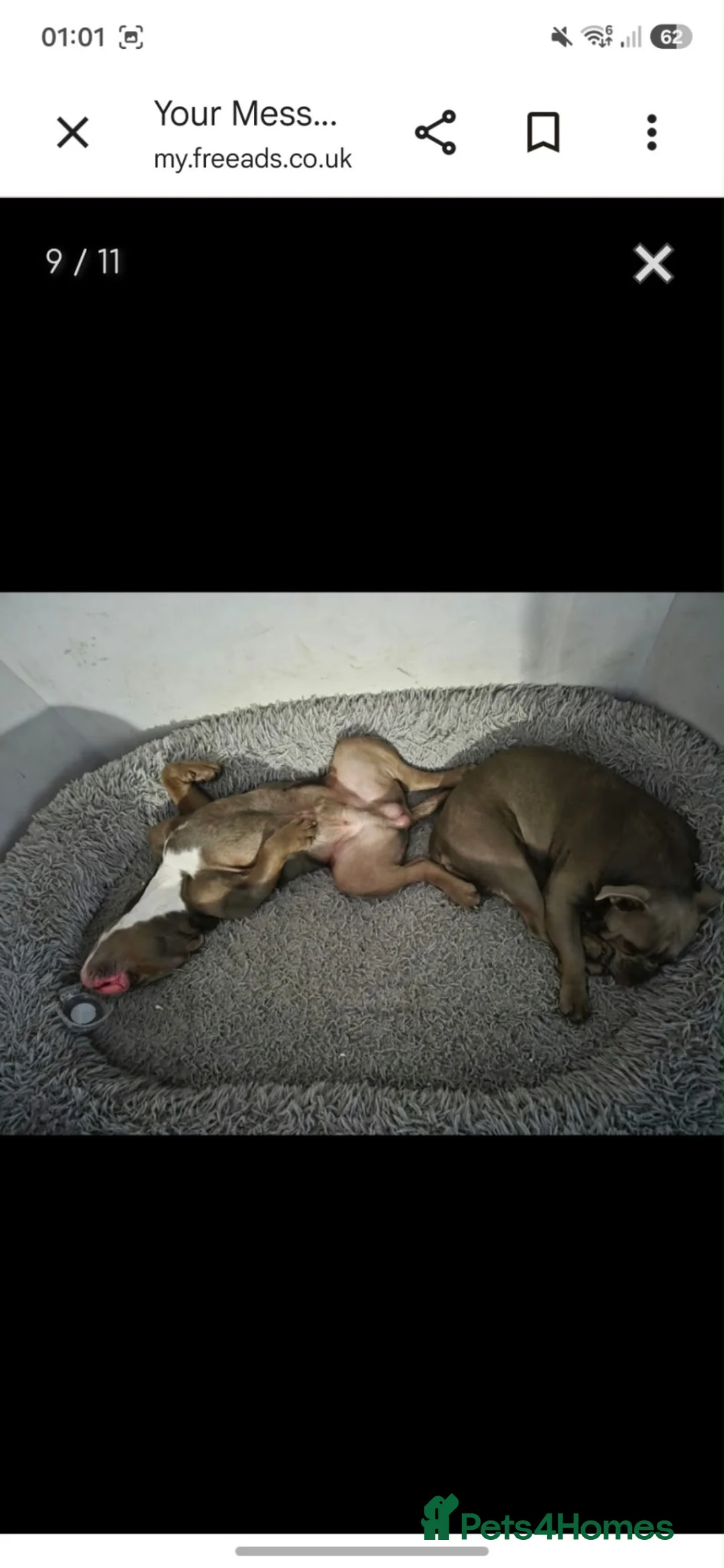 Dorset Olde Tyme Bulldogge dogs for sale: Make & bitch need rehoming  asap in Bexley - Advert 7