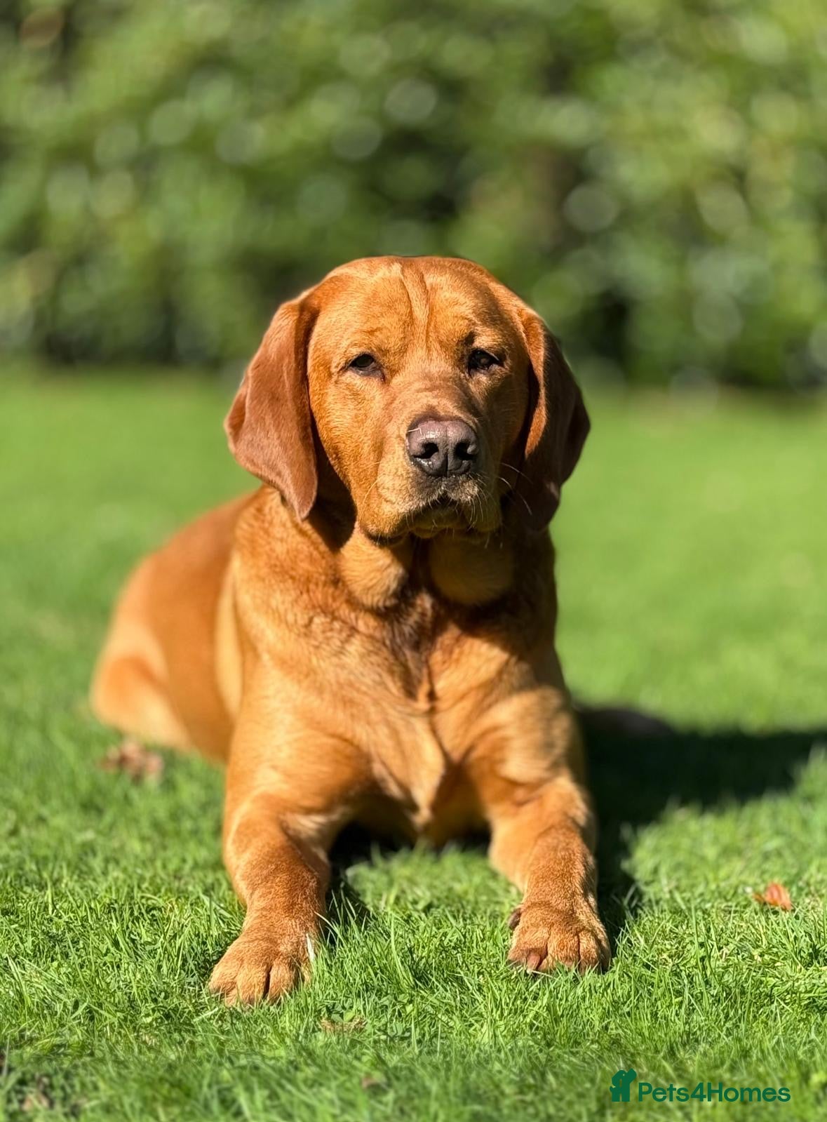 Labrador Retriever dogs for sale: KC reg health-tested Fox Red lab pups home raised - Advert 15