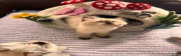 Ragdoll cats for sale: Stunning ragdolls kitten 🥰 - Advert 33