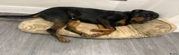 Rottweiler dogs for sale: Rehome 3 year old Rottweiler  - Advert 4