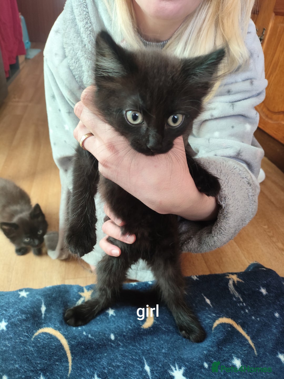 Mixed Breed cats for sale: Mixed breed kittens for sale. - Image 4