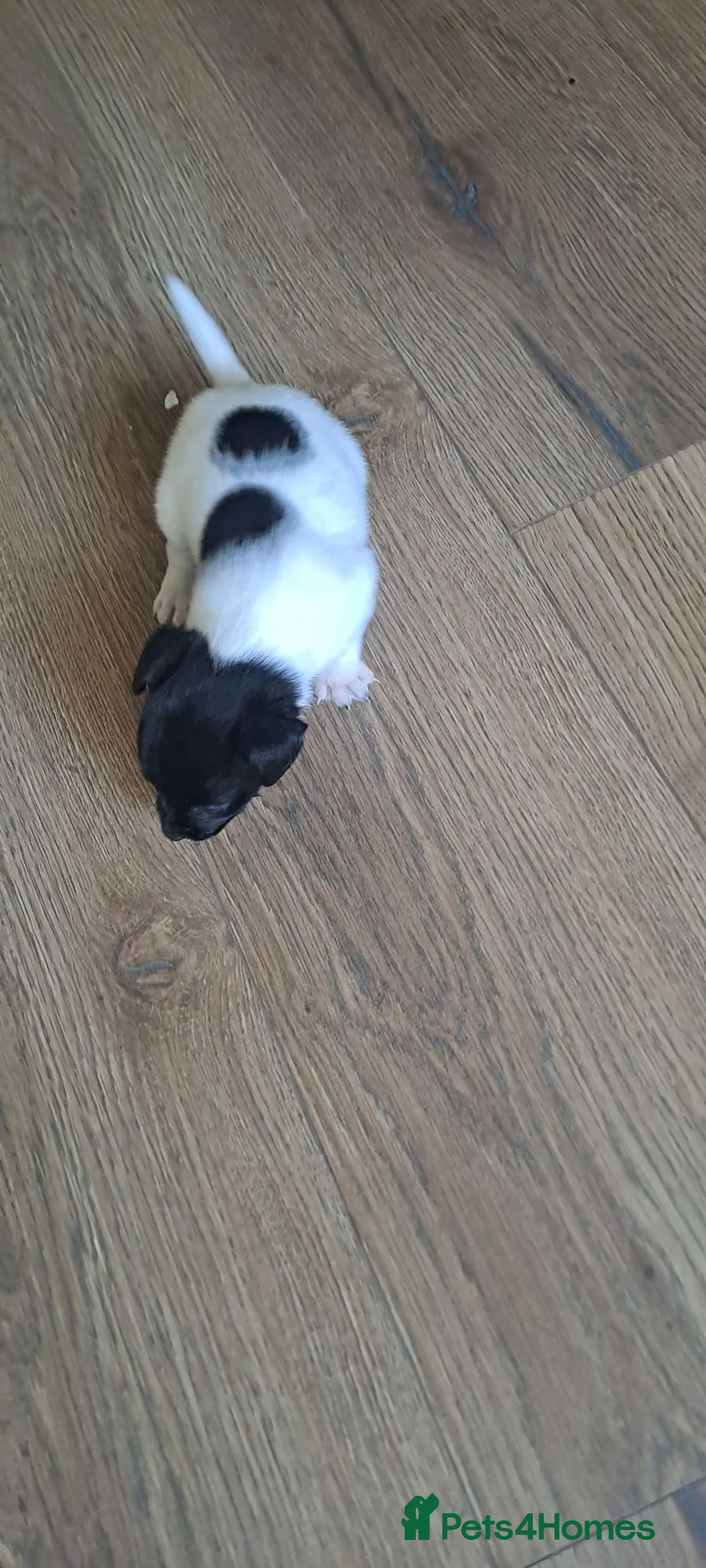 Jack Russell dogs for sale: Jack russell terrier in Dudley - Advert 2