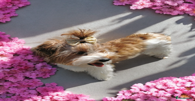 Yorkshire Terrier dogs - Advert 1