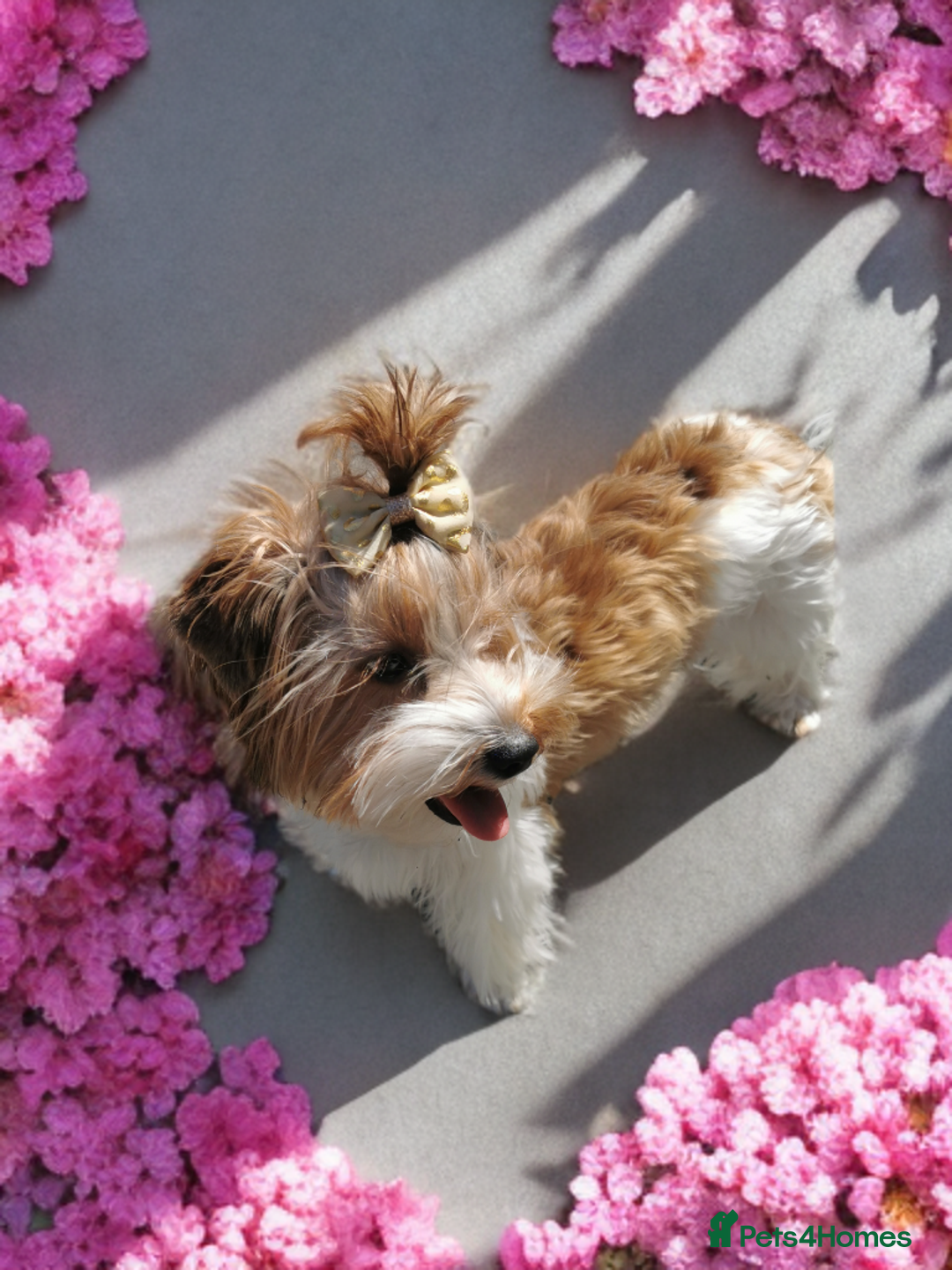 Yorkshire Terrier dogs for sale: White ocean Pearl Yorkshire terrier - Image 2
