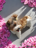 Yorkshire Terrier dogs - Advert 1