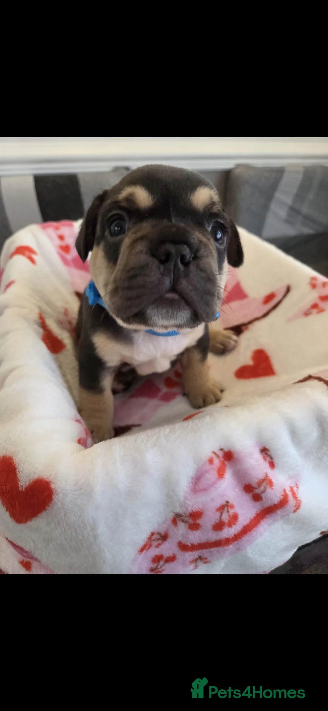 French Bulldog dogs for sale: Beautiful Frenchie puppies - Advert 31