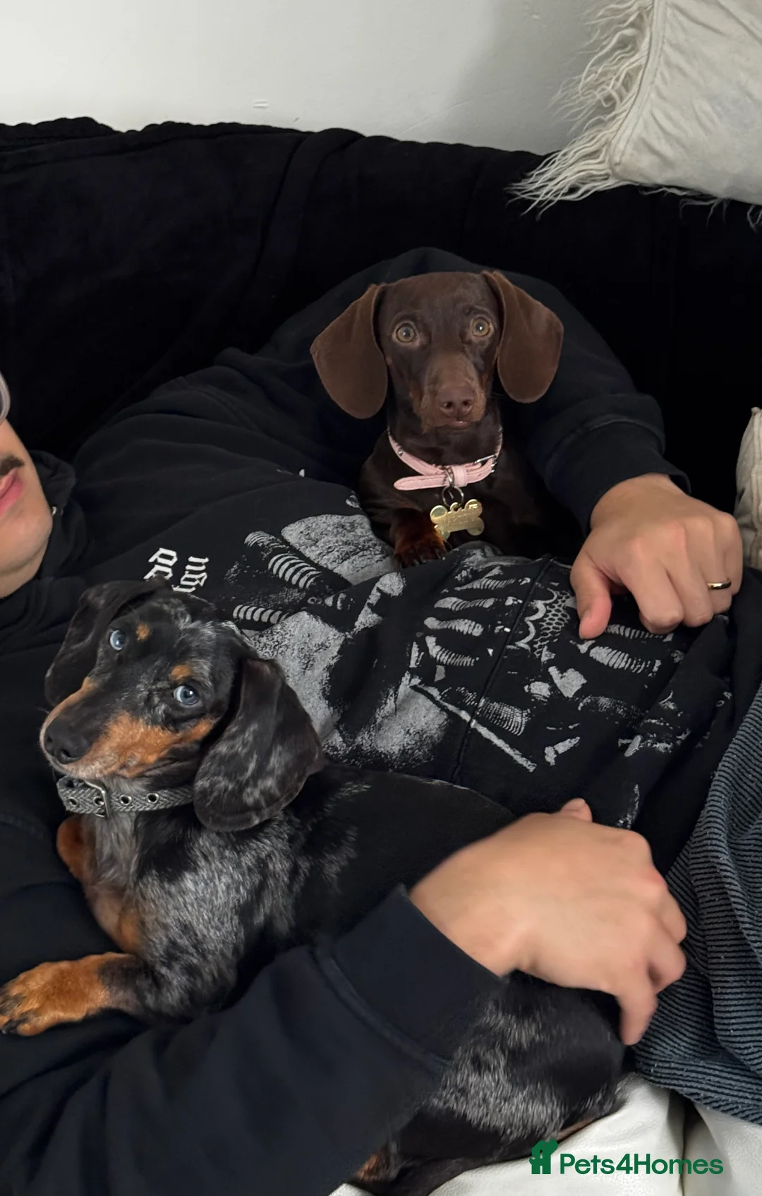 Miniature Dachshund dogs for sale: MINI DACHSHUND PUPPIES💕 KC REGISTERED/PRA CLEAR  - Advert 3