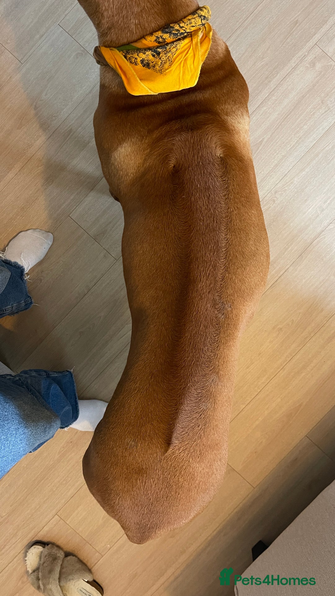 Rhodesian Ridgeback dogs for stud: Stud Rhodesian Ridgeback Stanley.  - Image 17