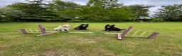 German Shepherd dogs for sale: White Apricot/Cream 3yrs old (2023). - Advert 33