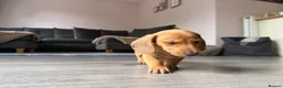 Miniature Dachshund dogs for sale: Beautiful Miniature Dachshund Puppies  - Advert 6