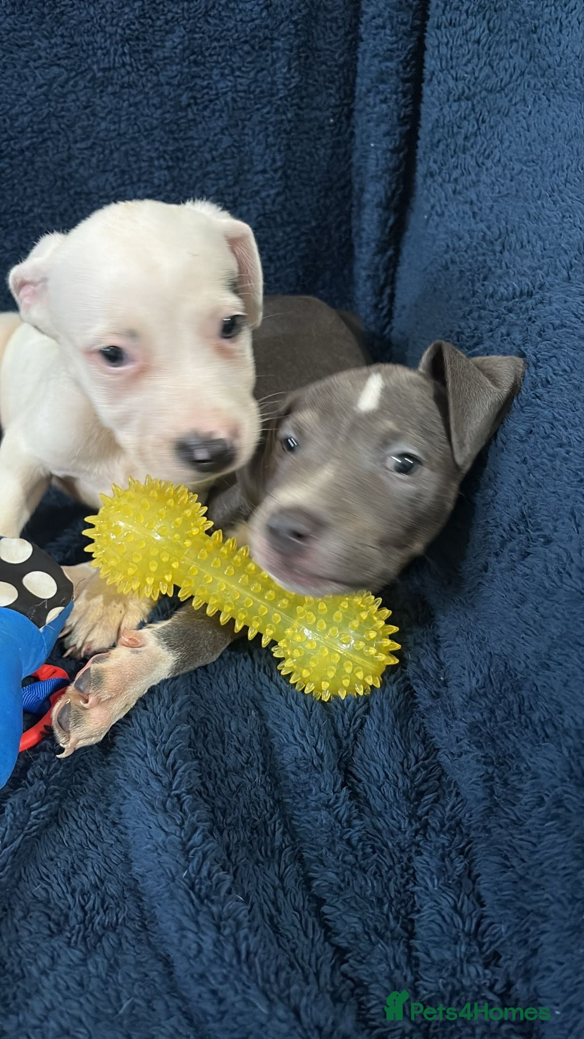 Staffordshire Bull Terrier dogs 2 handsome boys left 1 girl left  - Advert 1