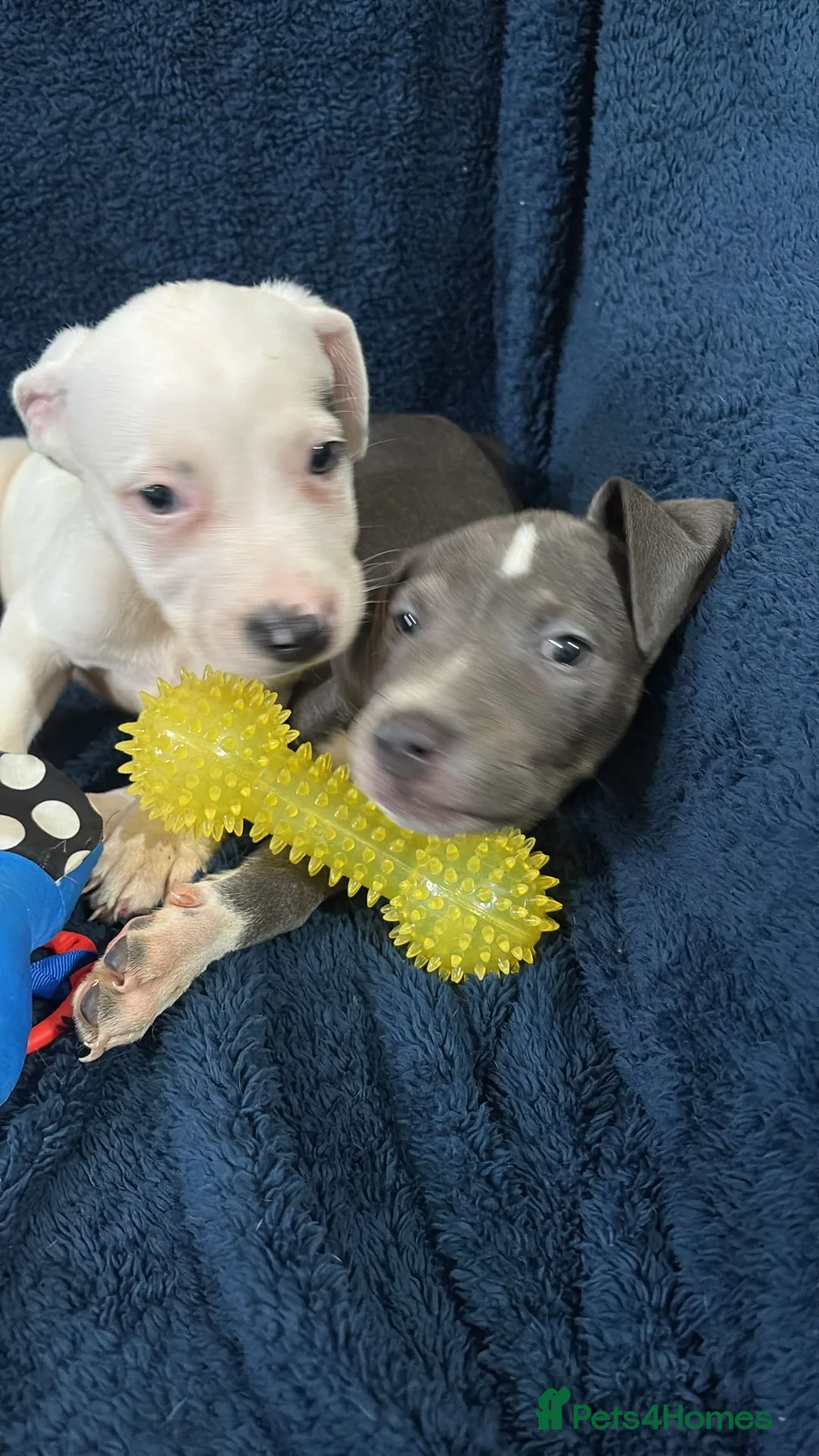 Staffordshire Bull Terrier dogs for sale: 1 Prince  1 princess  left  - Advert 1
