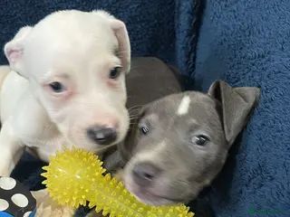 Staffordshire Bull Terrier dogs 2 handsome boys left 1 girl left - Advert 1