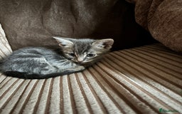 Mixed Breed cats for sale: Kittens for sale  - Image 19