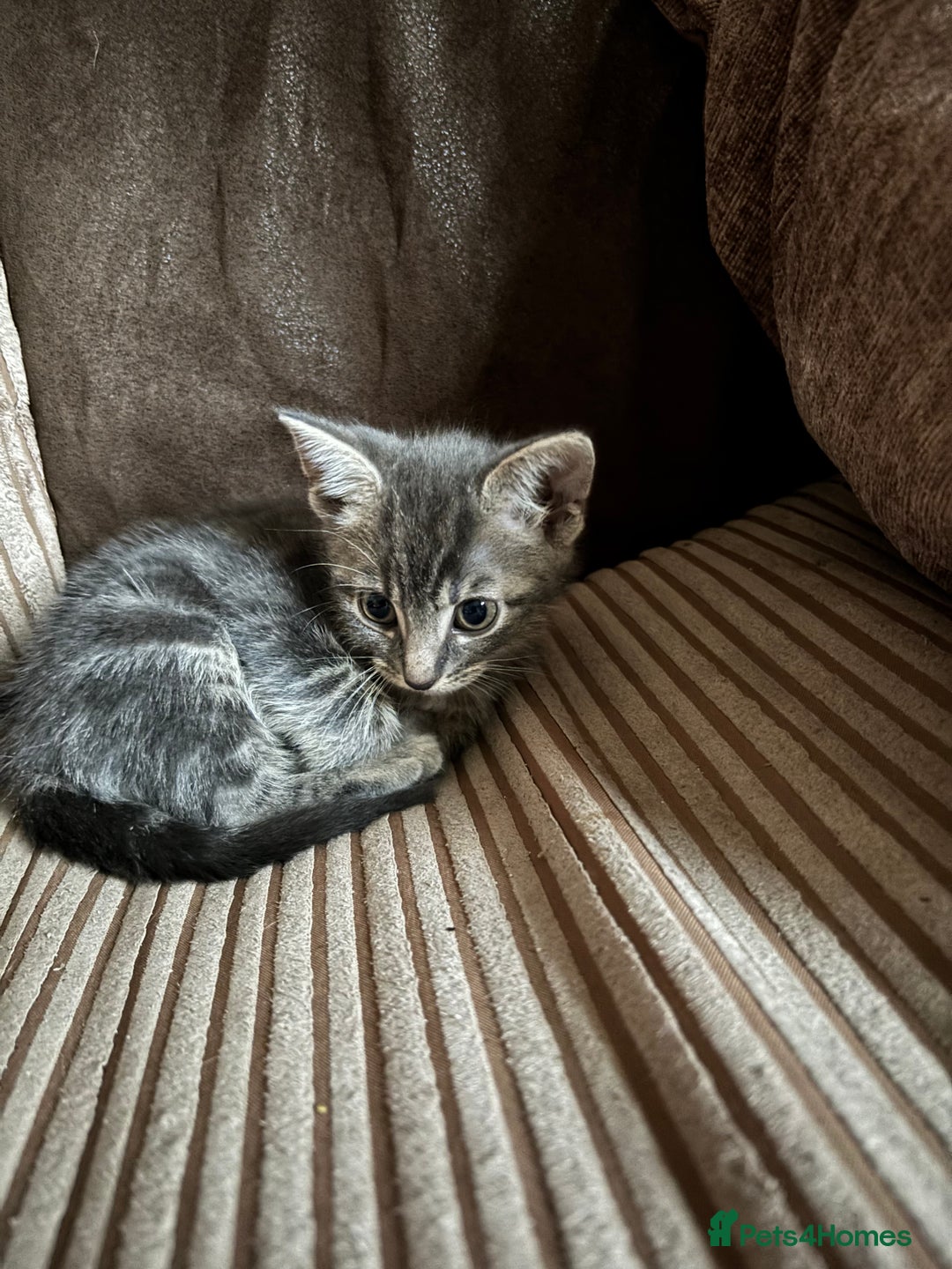 Mixed Breed cats for sale: Kittens for sale  - Image 19