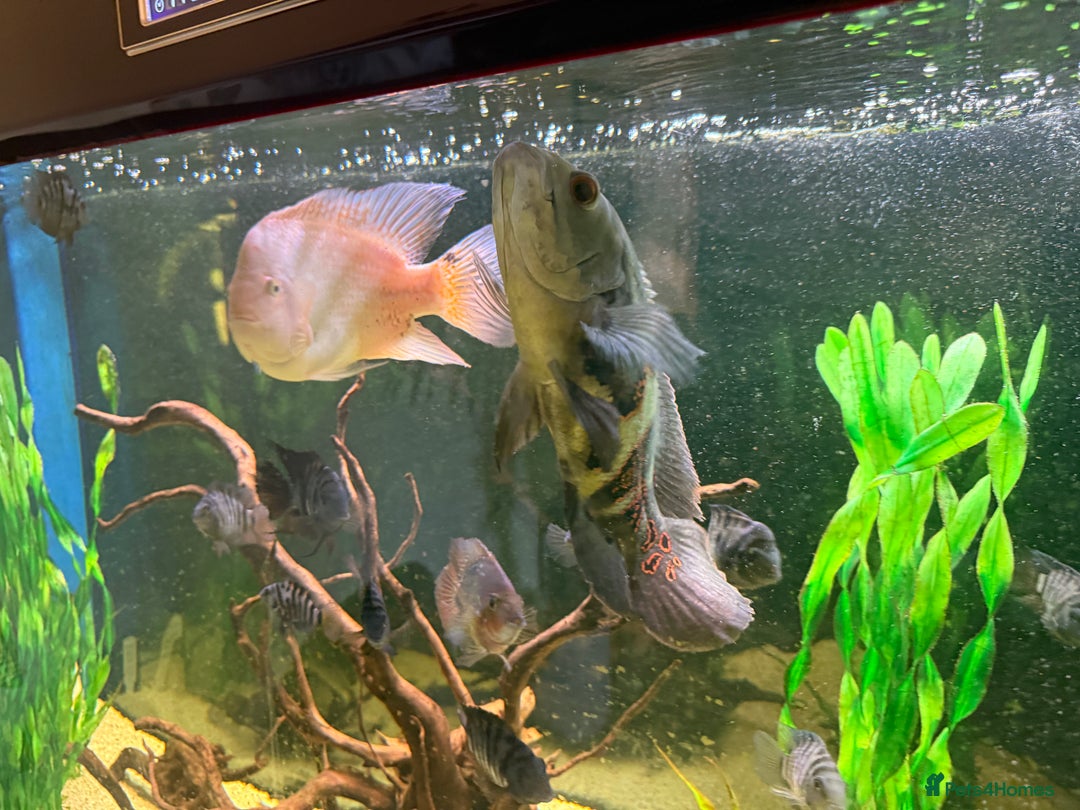 Cichlids fish for sale: Beautiful Oscar & Red Terror Cichlids 8-9inches - Image 8