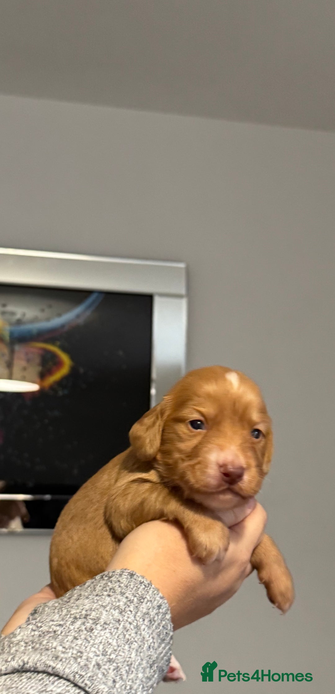 Cocker Spaniel dogs for sale: Red Cocker Spaniel Puppies - Image 21
