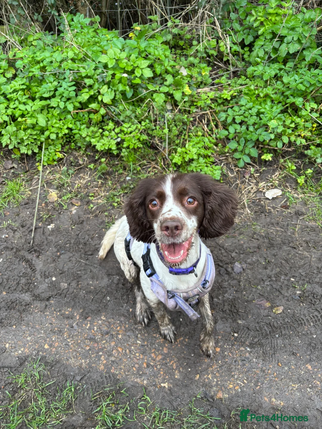 Sprocker dogs for sale: Sprocker puppies in Basildon - Advert 1