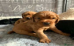 Cocker Spaniel dogs for sale: Gorgeous WCS pups - Image 19