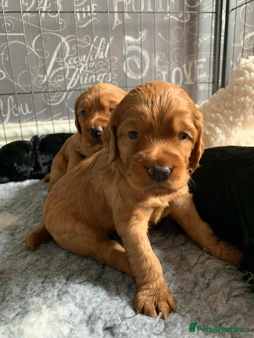 Cocker Spaniel dogs for sale: Gorgeous WCS pups - Image 19