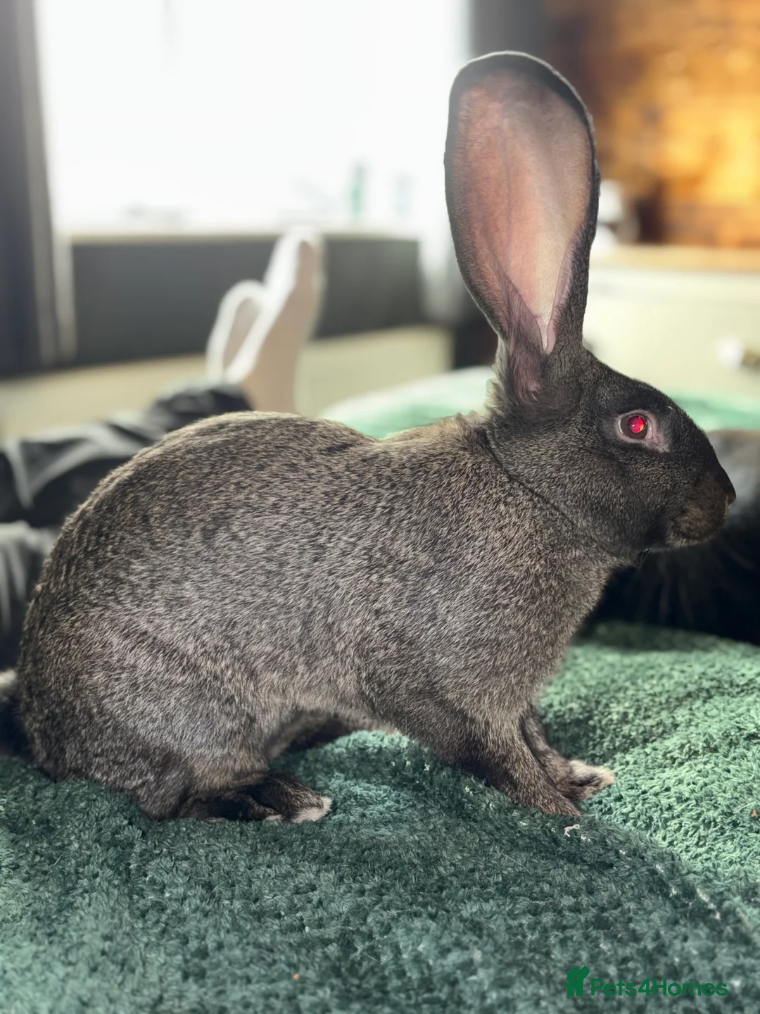 Continental Giant rabbits for sale: GERMAN GIANTS (continentals) 8 kits available  - Advert 5