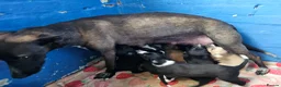 Mixed Breed dogs for sale: Lurcher puppies - Advert 11