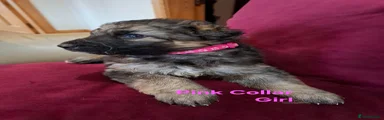 German Shepherd 5