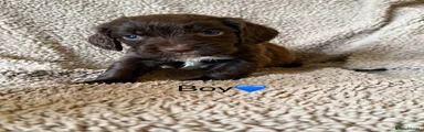 Cocker Spaniel Puppy 5