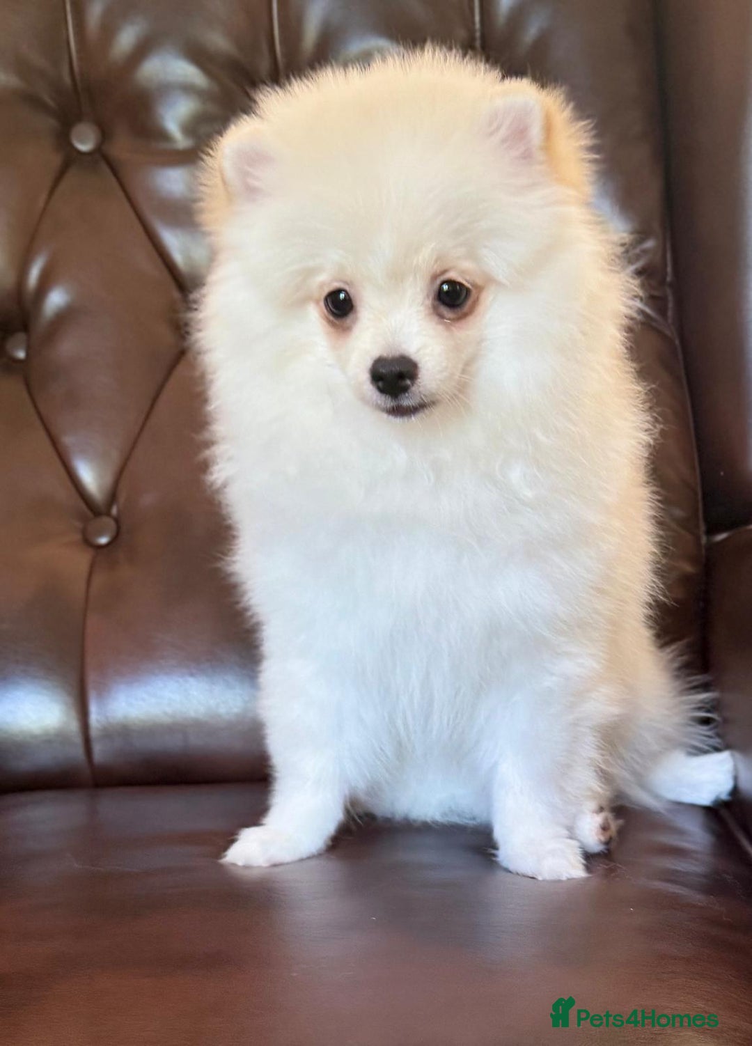 Pomeranian dogs for sale: 🐾✨ Rare White Extra Tiny Size Pomeranian Puppies  - Image 3