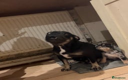 French Bulldog dogs for sale: French bulldog Merle puppies for sale  - Image 8