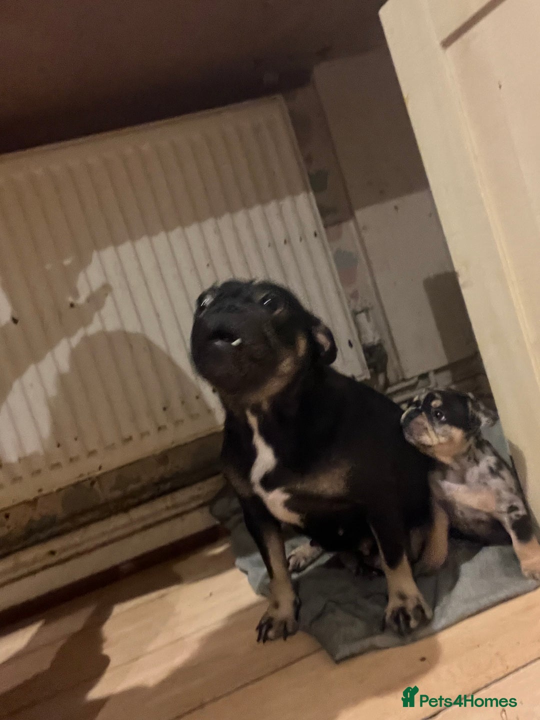 French Bulldog dogs for sale: French bulldog Merle puppies for sale  - Image 8