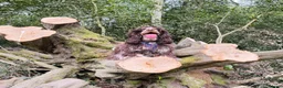 Cocker Spaniel dogs for sale: Beautiful girl for rehoming  - Advert 4