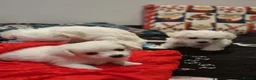 Bichon Frise dogs for sale: Bishon Frise  - Advert 9