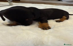 Dachshund dogs for sale: Dachshunds for sale   - Image 22