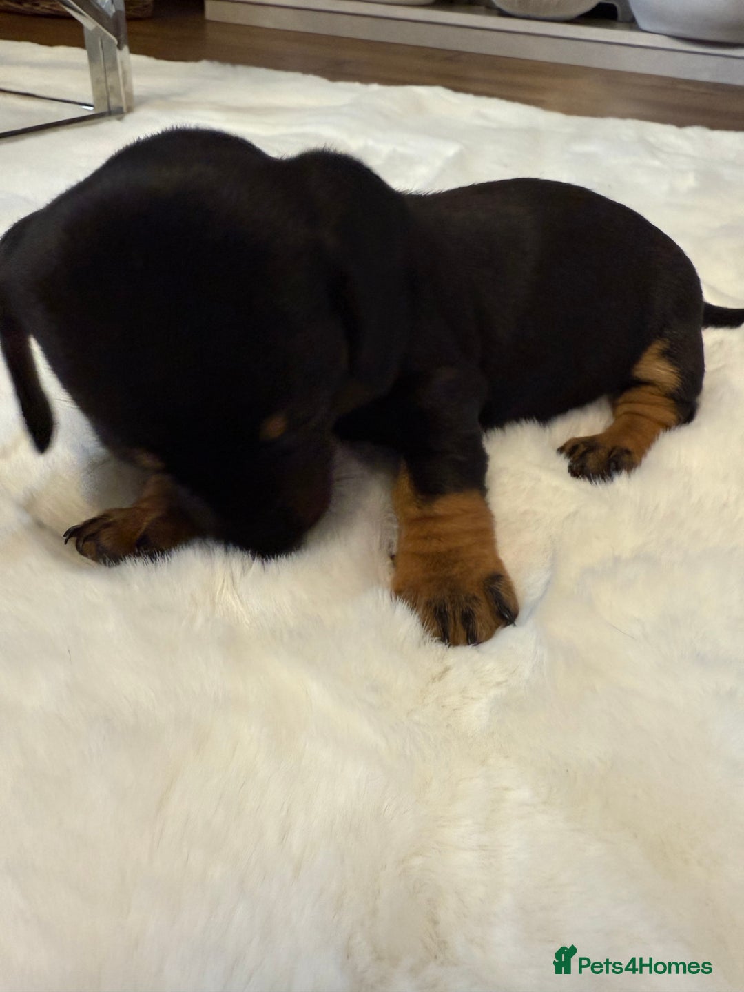 Dachshund dogs for sale: Dachshunds for sale   - Image 22