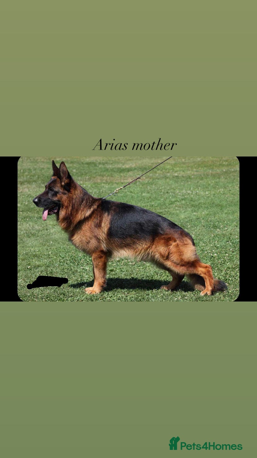 German Shepherd dogs EX POLICE- HIGH POTECTION GSD FAMOUS BLOODLINE✅ - Advert 2