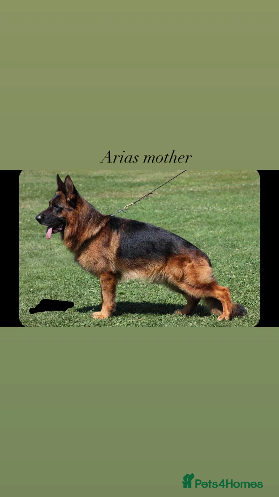 German Shepherd dogs for sale: EX POLICE- HIGH POTECTION GSD FAMOUS BLOODLINE✅ - Advert 1