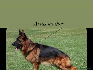 German Shepherd dogs EX POLICE- HIGH POTECTION GSD FAMOUS BLOODLINE✅ - Advert 3