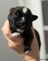 Mixed Breed dogs Last Puppy Available – Black & White Boy! - Advert 5