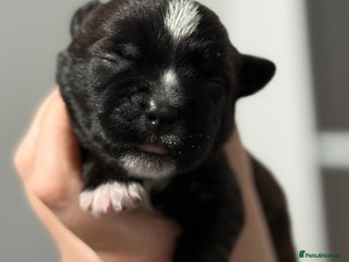 Mixed Breed dogs - Advert 20