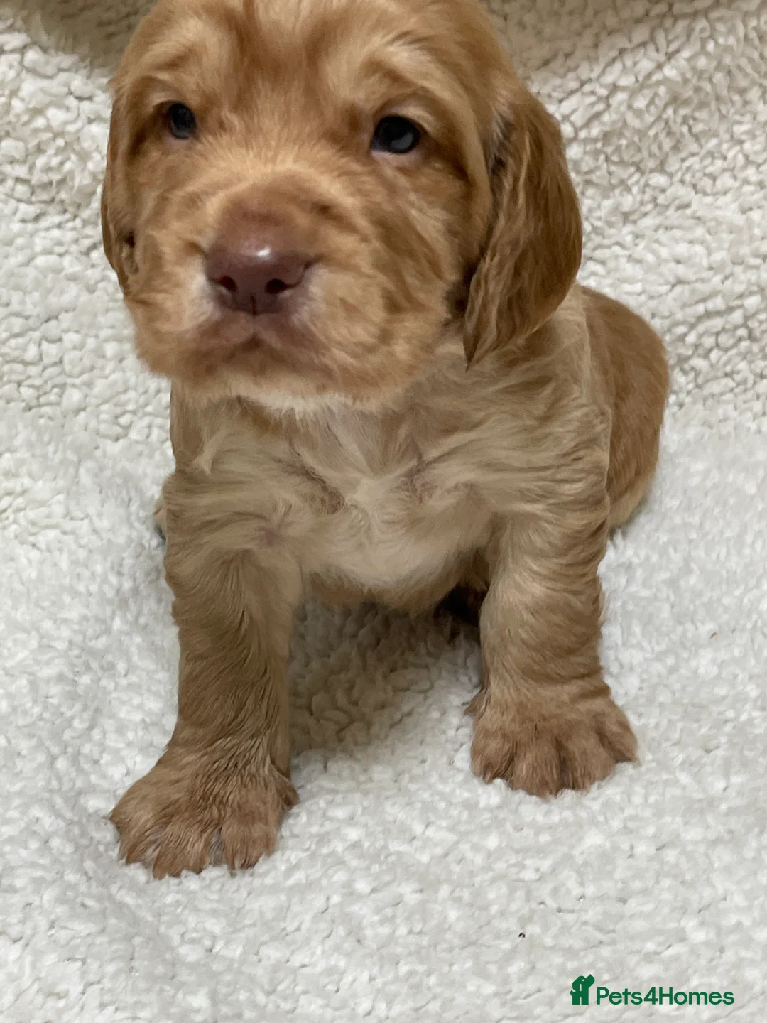Cocker Spaniel dogs for sale: Working cocker spaniels - Advert 19