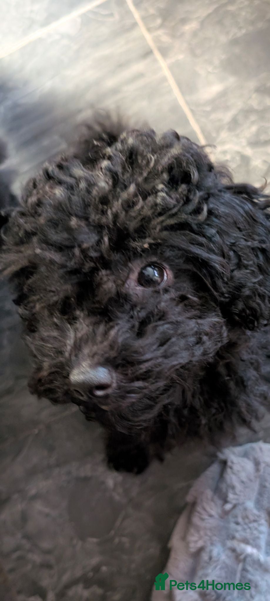 Labradoodle dogs 🐾Quality F1BB Fluffy Toy Labradoodle Pups🐾  - Advert 2