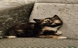 Mixed Breed cats for sale: Beautiful British shorthair kittens - Image 4