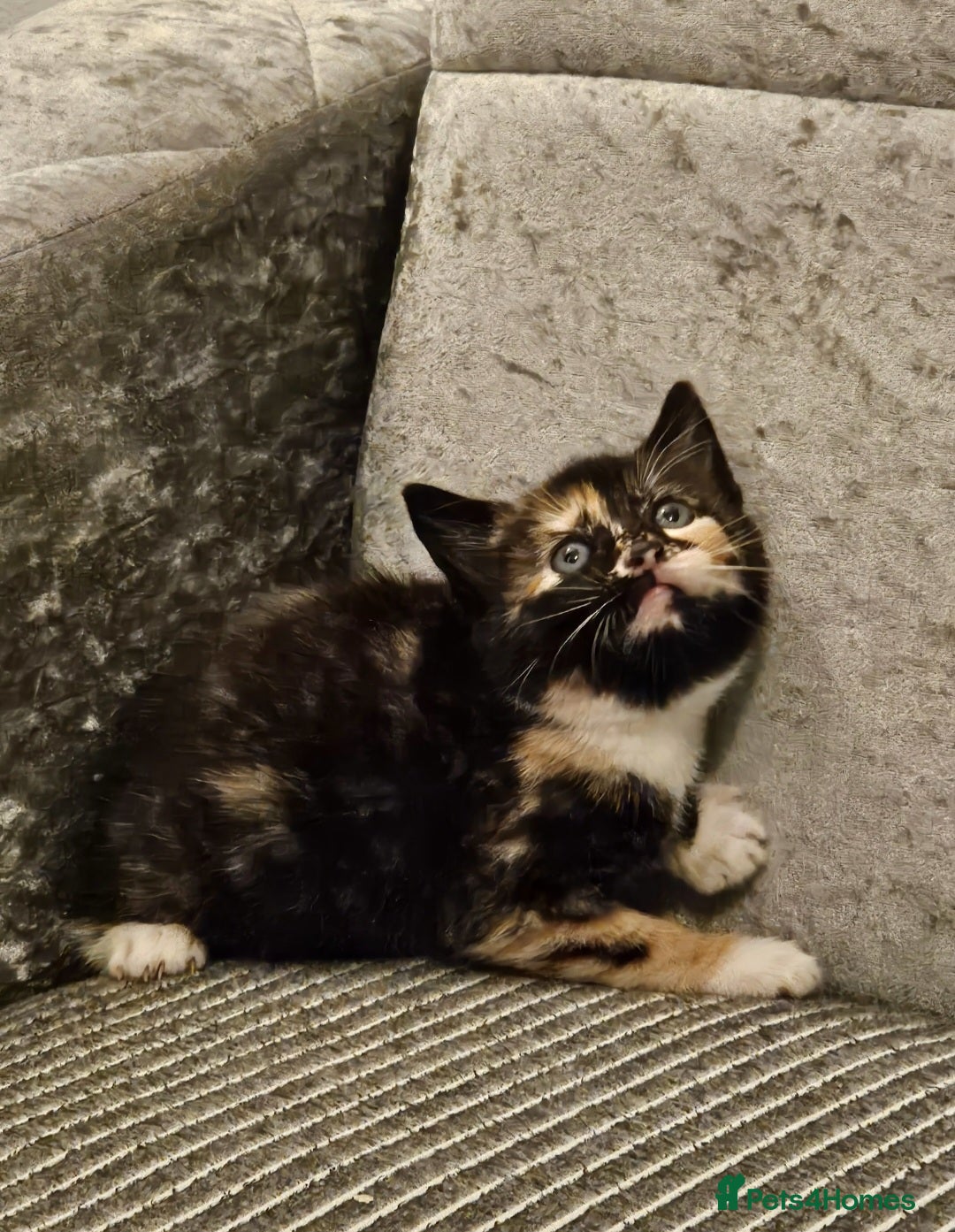 Mixed Breed cats for sale: Beautiful British shorthair kittens - Image 4