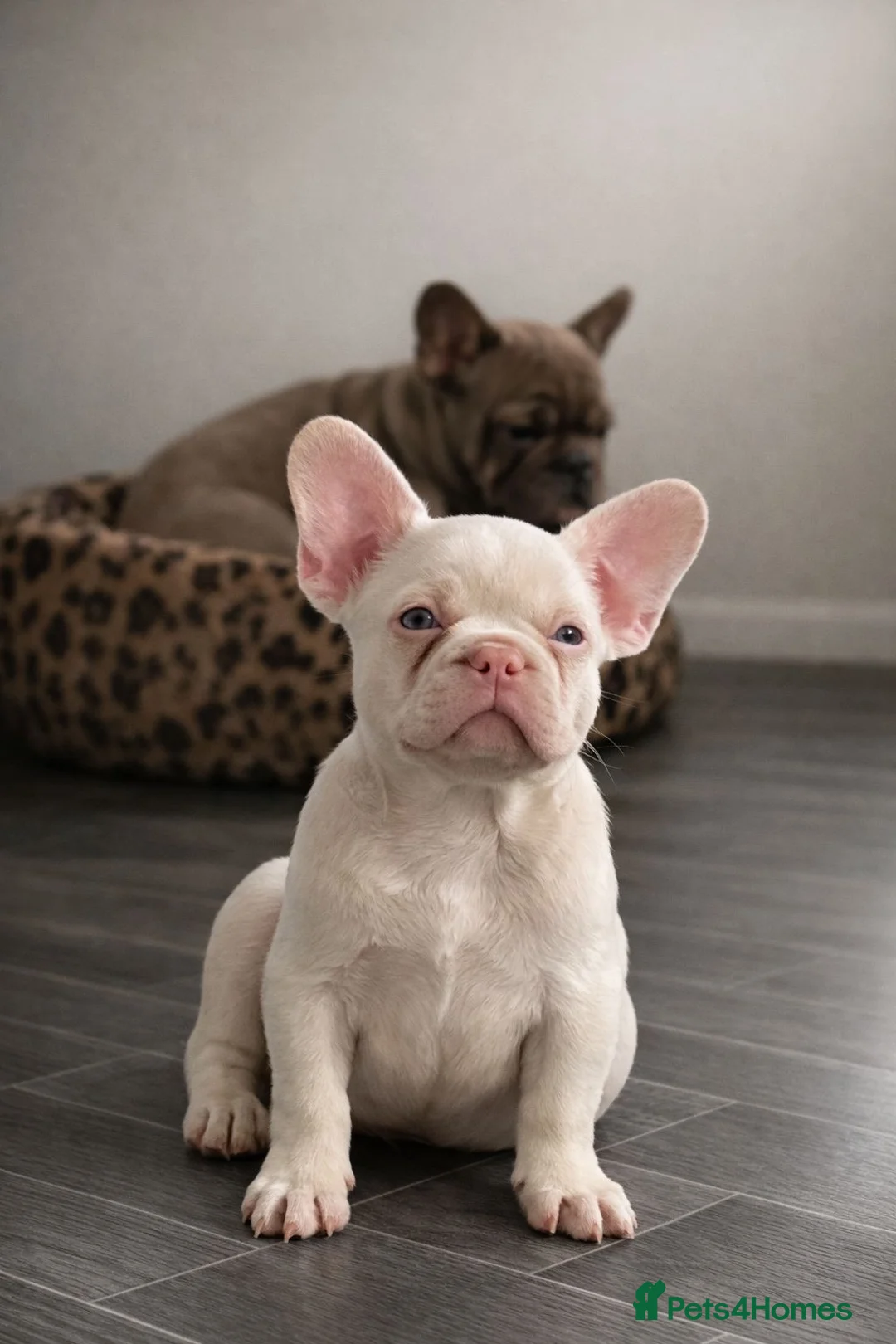 French Bulldog dogs for sale: Micros -Reduced and ready now to get them settled  - Advert 32