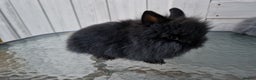 Lionhead rabbits for sale: Purebred Lionhead Rabbits  - Advert 3