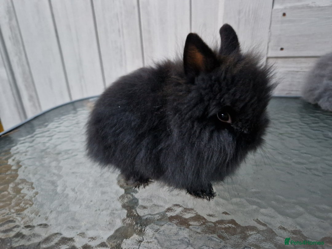 Lionhead rabbits for sale: Purebred Lionhead Rabbits  - Advert 3