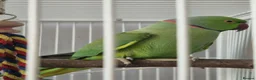 Ringnecks birds for sale: Proven Breeding pair indian ringnecks - Advert 3