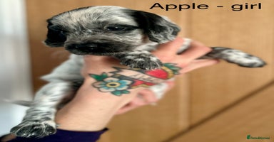 Cocker Spaniel dogs - Advert 3